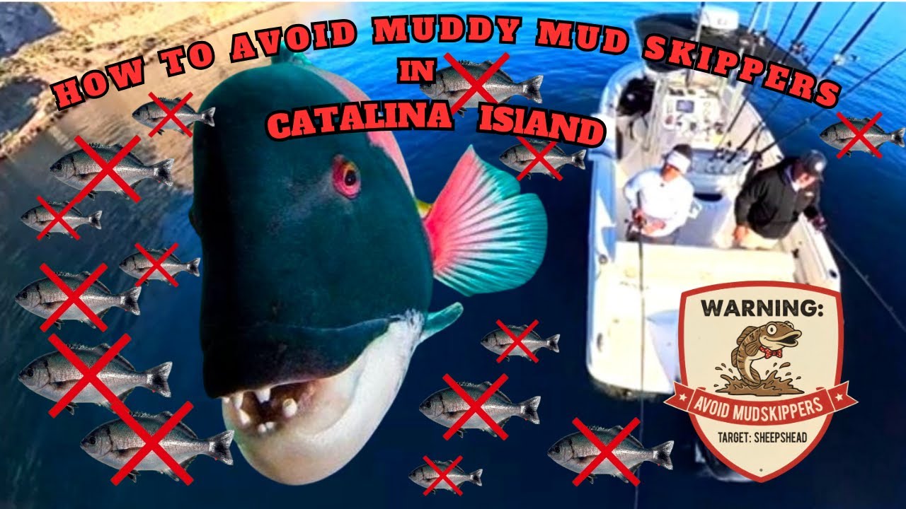 TARGETING SHEEPSHEAD And Avoiding "Catalina Blue Perch"  AKA.    Muddy Mud Mudskippers!)