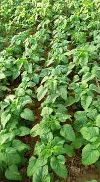 Nandur bayem ( menanam bayam)