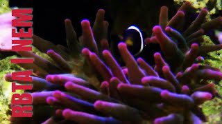 BUBBLE TIP ANEMONE CARE GUIDE FOR BEGINNER | WHAT YOU NEED TO KNOW BEFORE BUYING