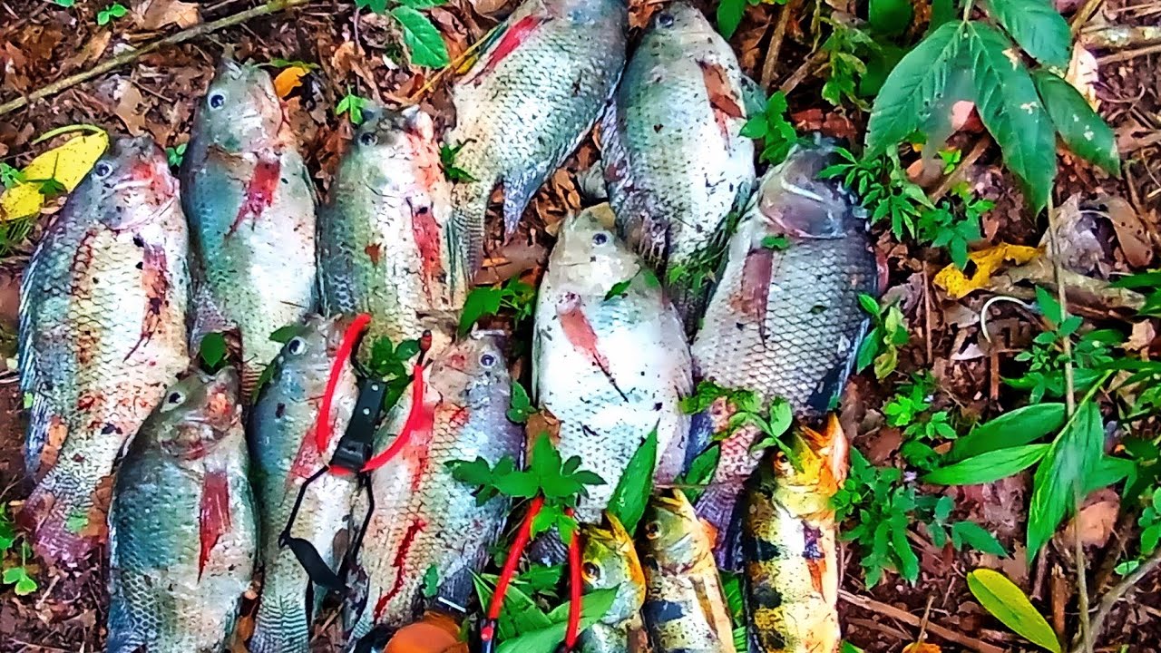 ESSE DIA ATE O ESTILINGUE ARREBENTOU  FERIADO DE CARNAVAL PESCA COM ESTILINGUE SLINGSHOT FISHING 🇧🇷