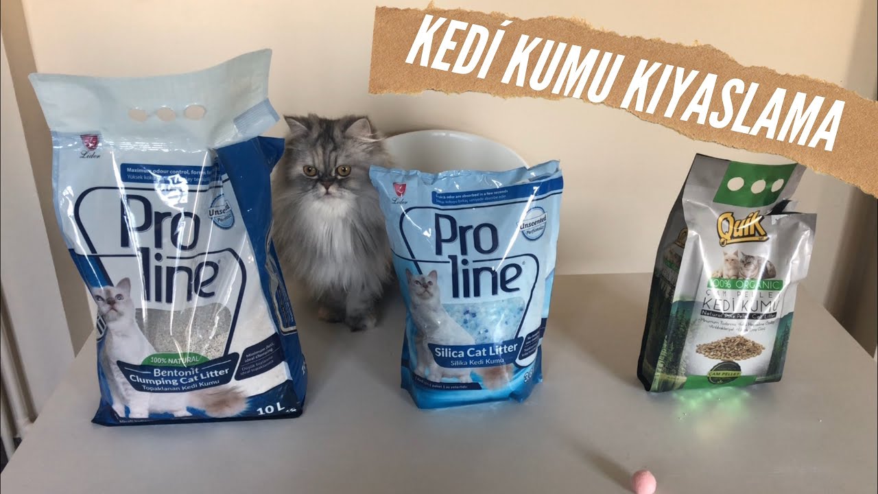 topaklanan kedi kumu