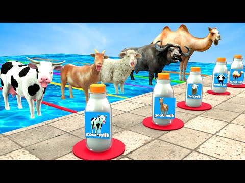 Mystery Pool Challenge With Cow Buffalo Goat Camel Sheep Don't Choose The Wrong Milk With Cow Video