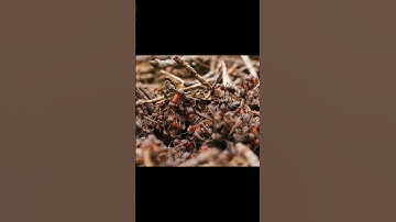 ﴿سورة النمل﴾ طارق محمد حالات واتس تلاوة قرآن