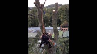 Big Lucombe Oak Dismantle