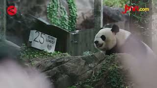 Lihat Nih, Perayaan Ulang Tahun Meriah untuk Panda Raksasa Mei Xiang - JPNN.com