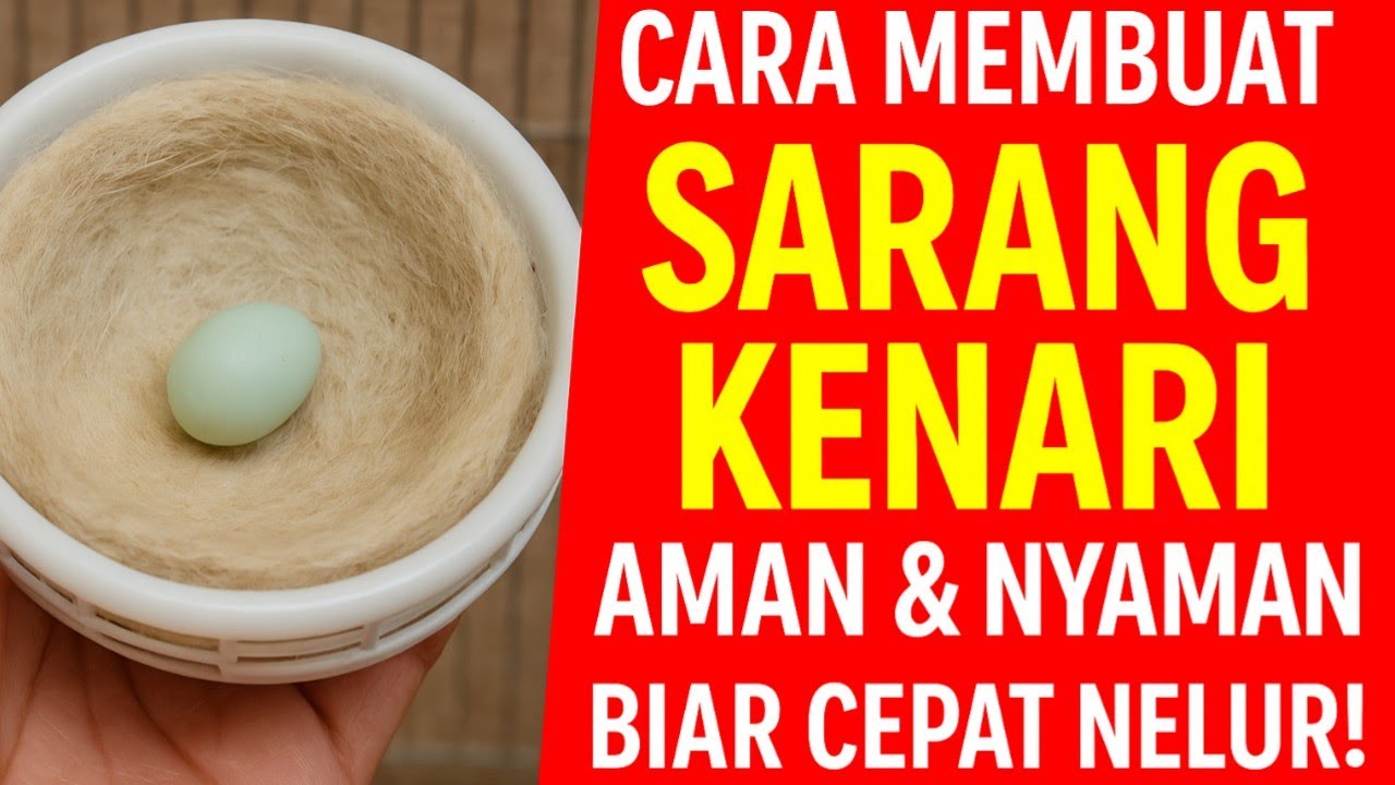 Cara Membuat Sarang Kenari Aman & Nyaman Biar Cepat Nelur!