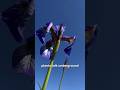 plants talk