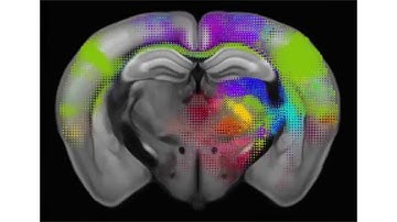Allen Mouse Brain Connectivity Atlas & BrainSpan Atlas of the Developing Human Brain