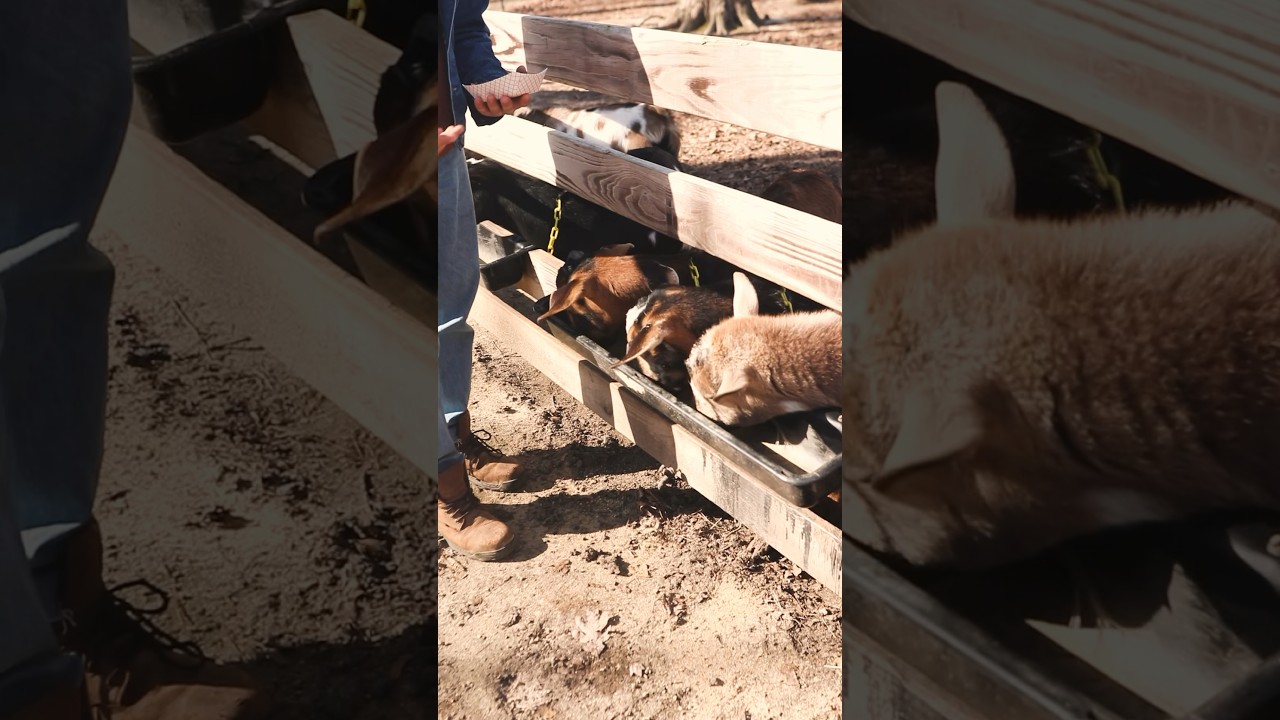 How to STOP spreading parasites when feeding your goats