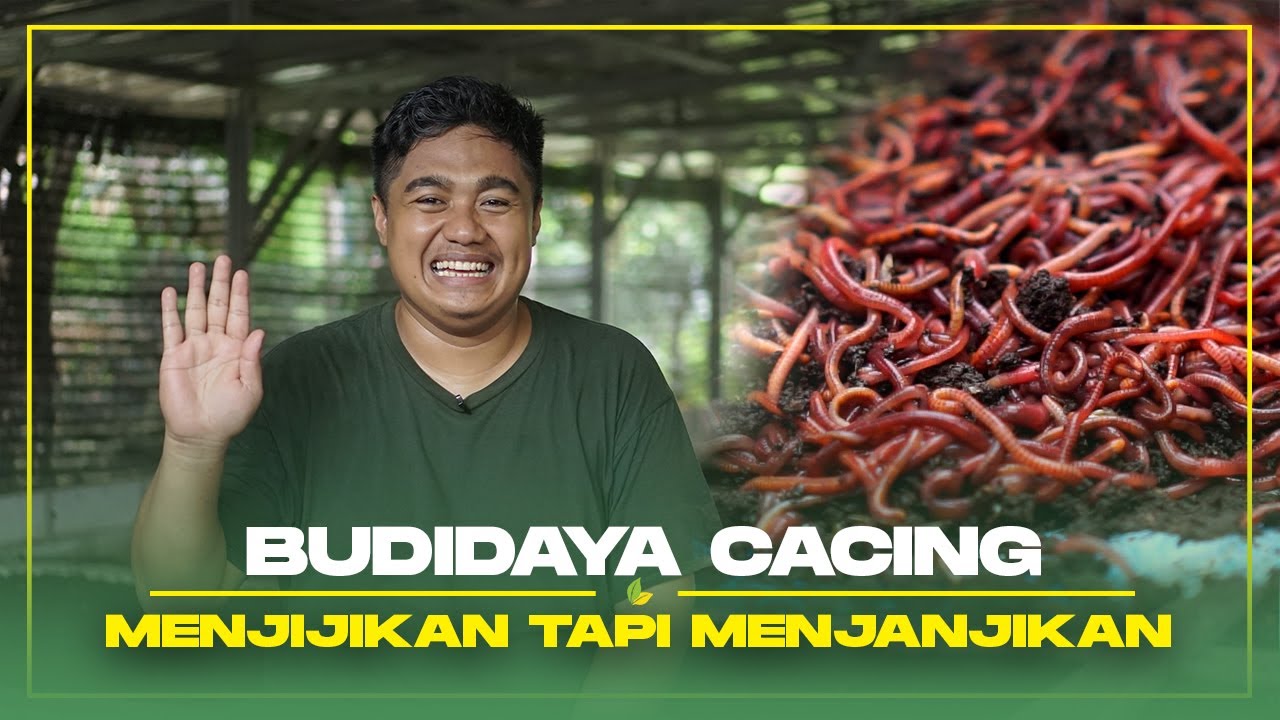 Wajib Tahu! Begini Cara Pemasaran Cacing Tanah Hasilkan Jutaan Rupiah