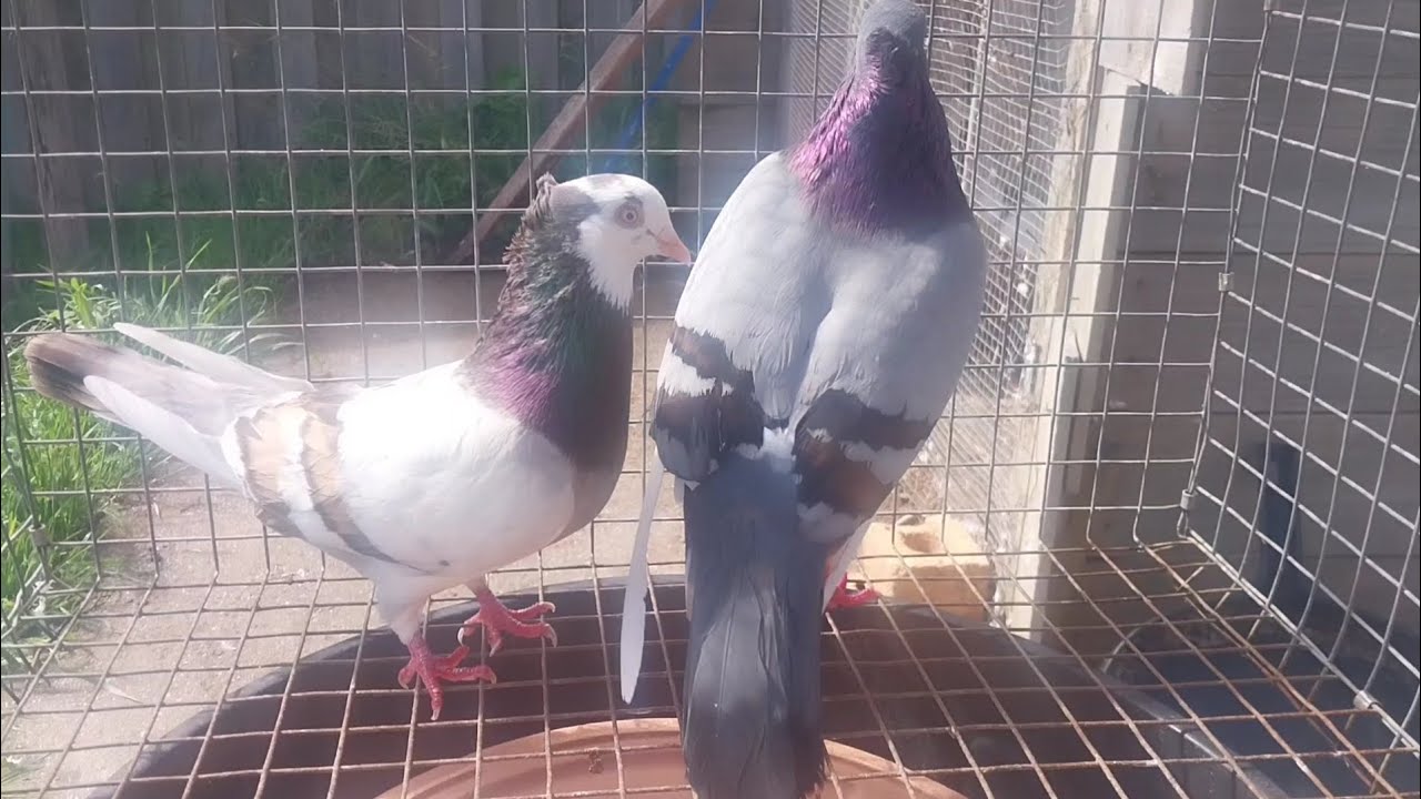 🇦🇺🙂👍пара из 3 высоколетных птиц создаёт великолепных голубых пестрых 