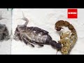 Timelapse Shedding of Centipede, Scorpion, Tarantula Spider &amp; Crabs | Closeup