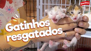 Visitamos uma ONG que cuida de gatos especiais! | Baw Waw Social @moradoresderuaeseuscaesmrs868​ by Baw Waw Oficial 2,818 views 1 year ago 8 minutes, 36 seconds