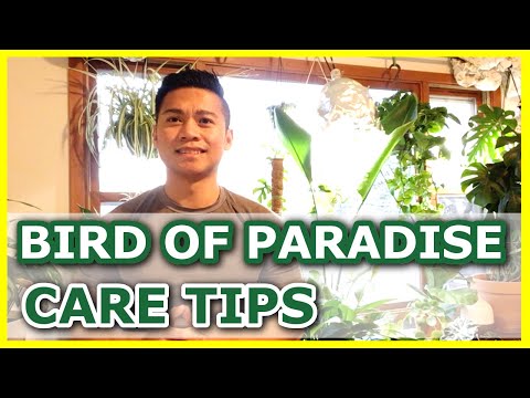 HOW TO CARE FOR BIRD OF PARADISE // BIRD OF PARADISE PLANT CARE TIPS 🍃