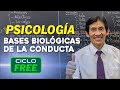 PSICOLOGÍA - Neuronas y funciones del cerebro [CICLO FREE]