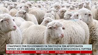 Ευλογιά αιγοπροβάτων – Πάνω από 700 θανατώσεις στην Πελοπόννησο