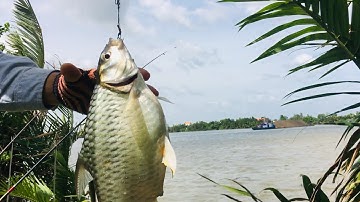 Câu cá sông Cần Giuộc, tìm được điểm mới trúng chỗ cá mè vinh