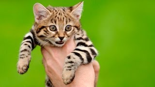 13 Smallest Animals In The World