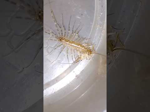 Мухоловка охотится #housecentipede #мухоловка #centipede