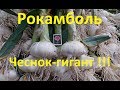 Технология посадки чеснока "Рокамболь" !!! Или как вырастить крупный чеснок !!!