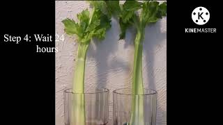Celery Capillary Action
