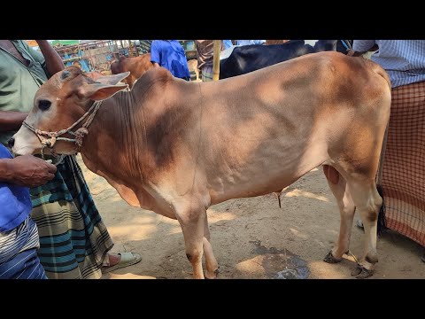 আজ ১৯ অক্টোবর | মাংসের ওজনসহ দেশাল জাতের ষাঁড় গরুর দাম | কারেন্ট হাট