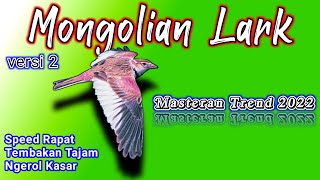 MASTERAN BURUNG TERBAIK,MONGOLIAN LARK nembak ngerol rapat