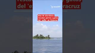 Activistas enfrentan el abandono animal en las islas costeras de #méxico 🏝️🥺