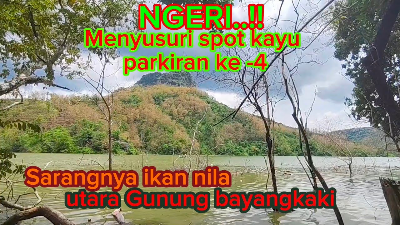 Menyusuri spot kayu, sarangnya ikan nila | Waduk bendo ponorogo