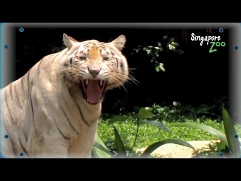 ბრაუზერი - histography.io - იმოგზაურეთ დროსა და სივრცეში; ინოვაციური რობოტი