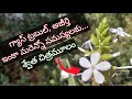 Chitramulam plant white chitramulam tree uses white chitramulam plant