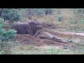 Mara & Rana Nap in the Rain