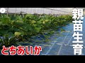 【いちご栽培】とちあいか親苗生育状況を観察