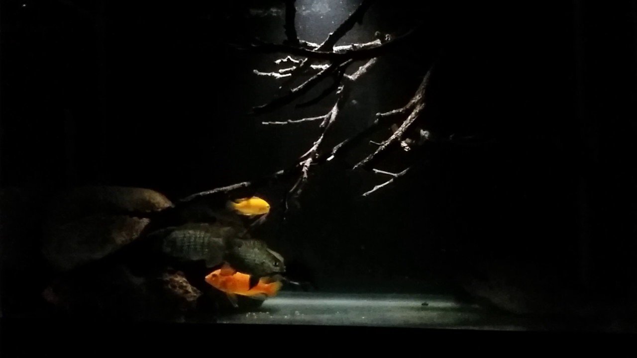 MY RED DEVIL CICHLIDS N TANK MATES YouTube
