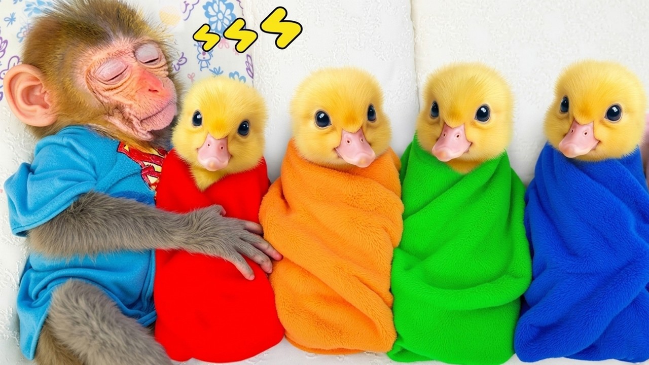 Affe BonBon wird zum Superhero und kümmert sich um ein Entenküken