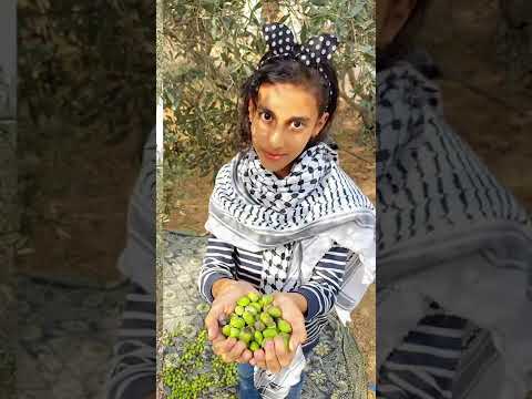 على دلعونة زيتون بلادي زيتون Shorts