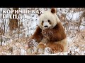 Большая коричневая панда: Самый редкий медведь | Интересные факты про панду