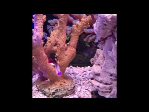 Reef tanks hobby 🦐🐠🦀🐟🐚