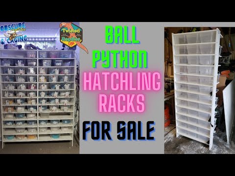 FOR SALE! 72 Bin Ball Python Hatchling Rack - YouTube