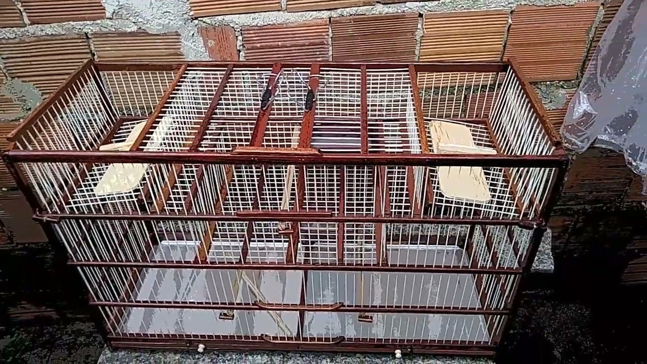 gaiola altomatica com alçapõa de fundo Falço ZAP 85-992-29-16-99