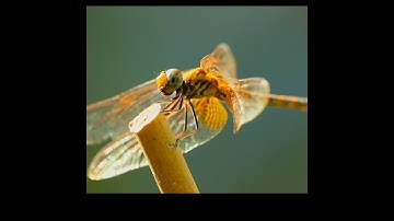 Macro Zoom of a Dragon fly | Watch it till the end