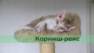 Корнишрекс: характеристика породы, отзывы владельцев, уход