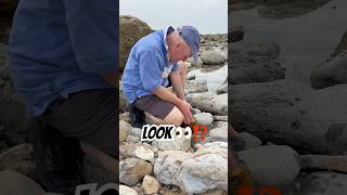I can’t believe the”wood turned to stone,” SURPRISES‼️#fossilhunter#lymeregis#petrifiedwood