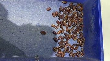 palm dates sorting by our belt type color sorter