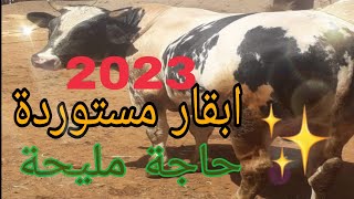 شاهد أجود أنواع الابقار المستوردة الي المغرب2023