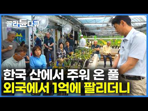 한국 산에서 주워 온 돌연변이 식물을 해외에 팔았더니 한 포기에 1억 <strong>원</strong>?｜잘 줍기만 하면 인생 역전｜억 소리 <strong>나는</strong> 풀의 정체｜한국기행｜#골라듄다큐