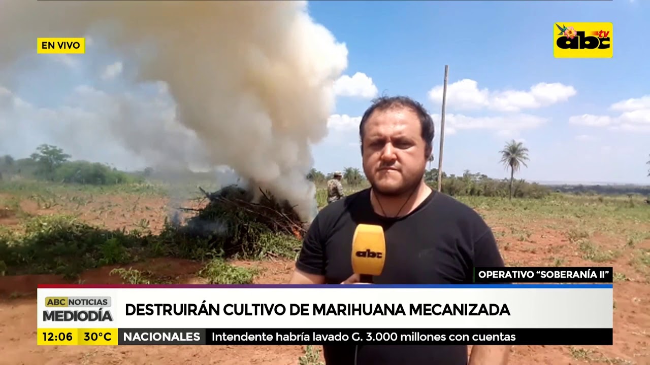 Destruyen cultivo de marihuana mecanizada