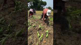 15.2 M views কাদা মাটিতে পাট চাষ #স্মার্টকৃষি #agriculture  #farming screenshot 2