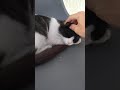 Touching Smooth Ear's