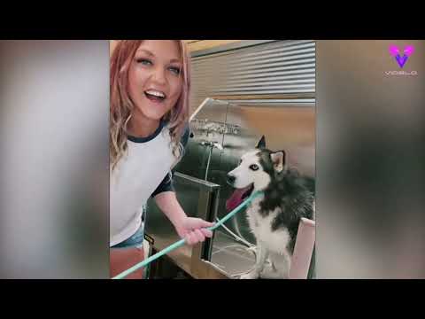 Este husky grita como un HUMANO cuando le llevan a la peluquería